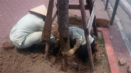 Hà Nội: Công nhân đào đất gỡ lưới cước bọc rễ cây xanh