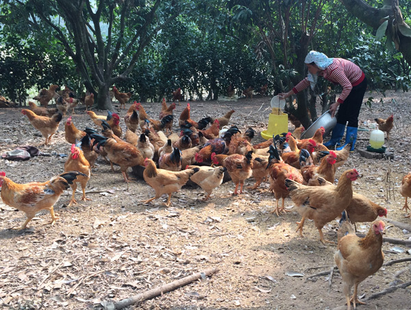 Một con gà cõng 14 loại phí: Bộ trưởng Nông nghiệp thực hiện lời hứa