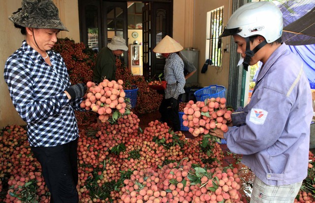 vải thiều, Hải Dương, vải tổ, vườn cây, lão nông, Trung Quốc, vải-thiều, Hải-Dương, vải-tổ, vườn-cây, lão-nông, Trung-Quốc,