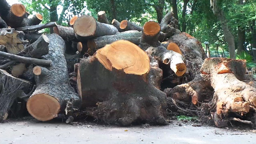Bãi tập kết gỗ khủng sau giông lốc ở Hà Nội