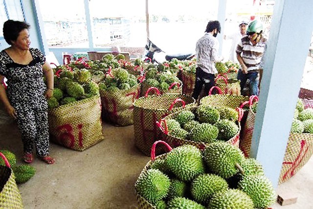 Thương lái Trung Quốc mua sầu riêng non để ngâm hóa chất?