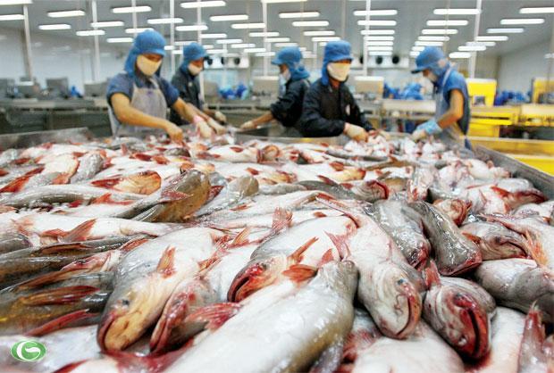 Tỉnh kêu khó cho doanh nghiệp cá tra