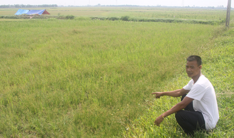 Cả xã đau đầu vì