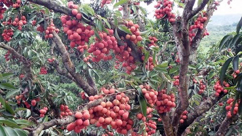 Thương lái TQ giàu to nhờ vải thiều VN mọc từ thân