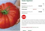 Cà chua 'khủng' nặng 1 kg/quả gây sốt