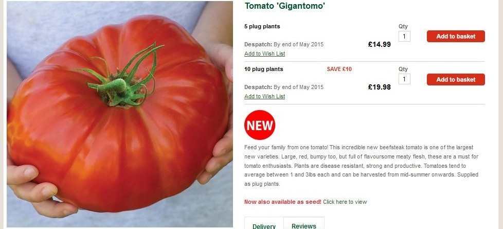Cà chua 'khủng' nặng 1 kg/quả gây sốt
