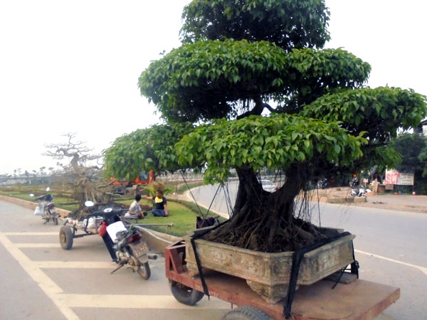 Cây cảnh tiền tỷ, hạ giá bán rong trên phố Hà Nội