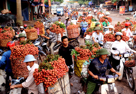 Thương lái Trung Quốc ngừng mua, vải thiều rớt giá thê thảm