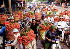 Thương lái Trung Quốc ngừng mua, vải thiều rớt giá thê thảm