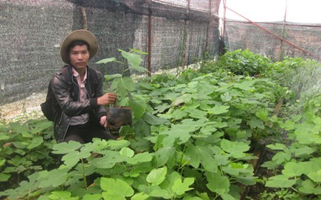 Ăn quả sung Mỹ: Đặt hàng 2 tháng mới có