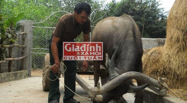 Dị nhân xứ Nghệ có biệt tài... “nói chuyện” với trâu, bò