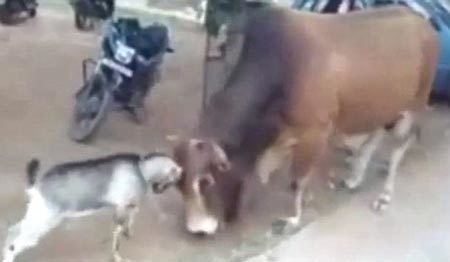 Kinh ngạc cảnh dê tí hon 