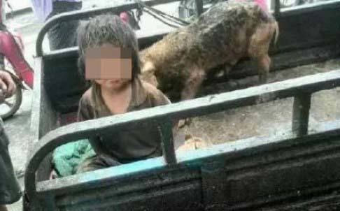 Thương tâm bé 7 tuổi phải sống trong chuồng lợn