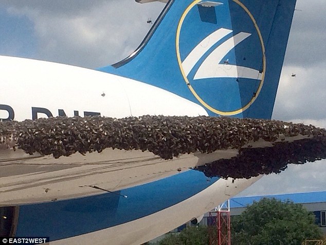 Hoãn chuyến vì máy bay bị cả bầy ong tấn công