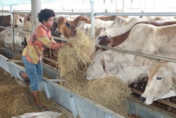 Nhập khẩu trâu bò Úc, Thái tăng gần gấp đôi