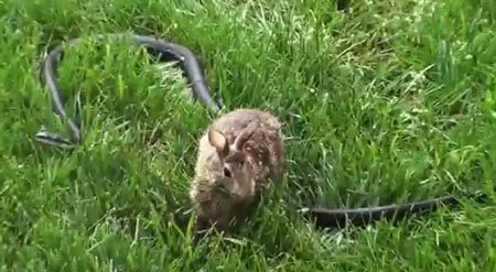 Thỏ mẹ điên cuồng tấn công rắn cứu con