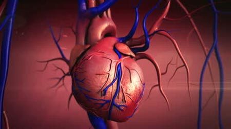 Cận cảnh trái tim đang hoạt động trong cơ thể người