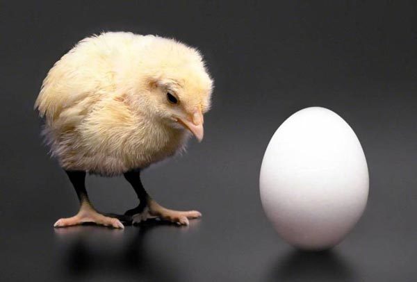Tâm điểm KH: Gà có trước trứng