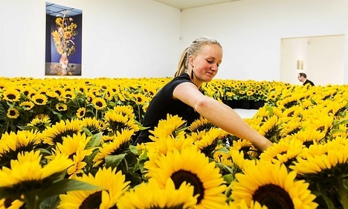 Những bông hoa hướng dương tưởng nhớ nạn nhân MH17