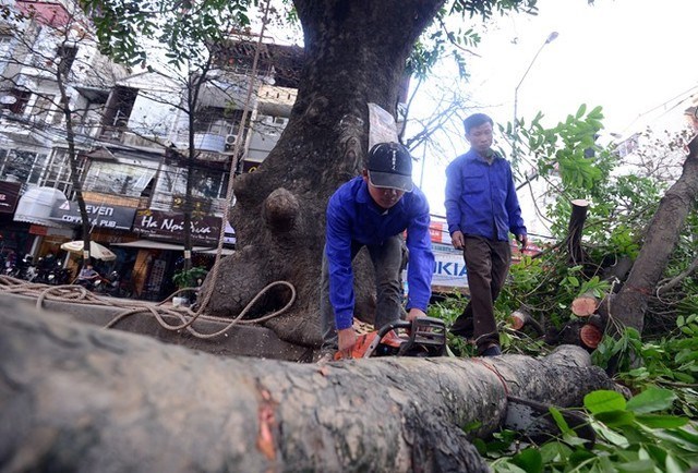 Hà Nội giáng chức cán bộ vụ cây xanh