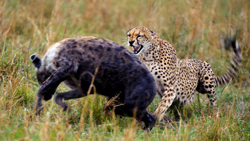 Linh cẩu hoảng sợ khi báo cheetah nổi điên