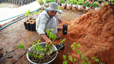 'Lá bùa' của người 'đoán giống cây như vô sòng bạc'