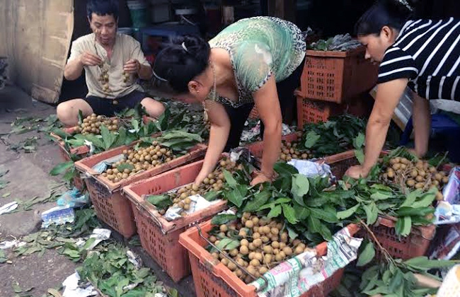 Sành ăn Hà Nội: Xơi nhãn lồng nhái, mận tím đểu