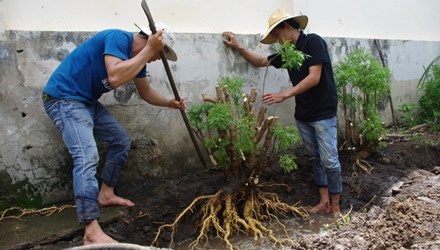 Cơn sốt đinh lăng ở Tây Nguyên