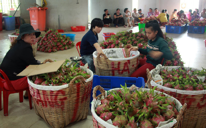 Liên kết để không chết yểu