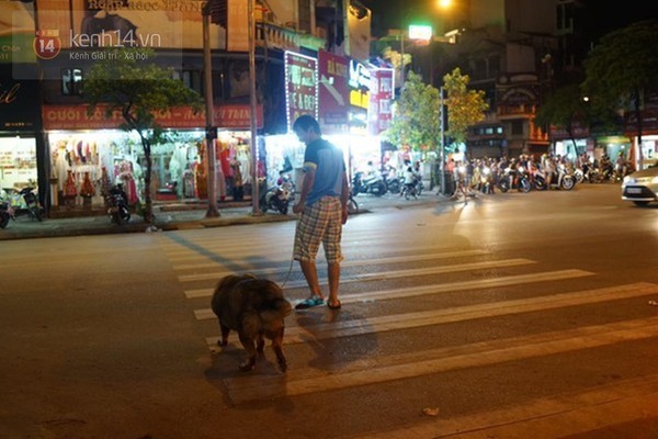 Chú chó béo nhất Hà Nội hàng ngày đi bộ với chủ để... giảm cân