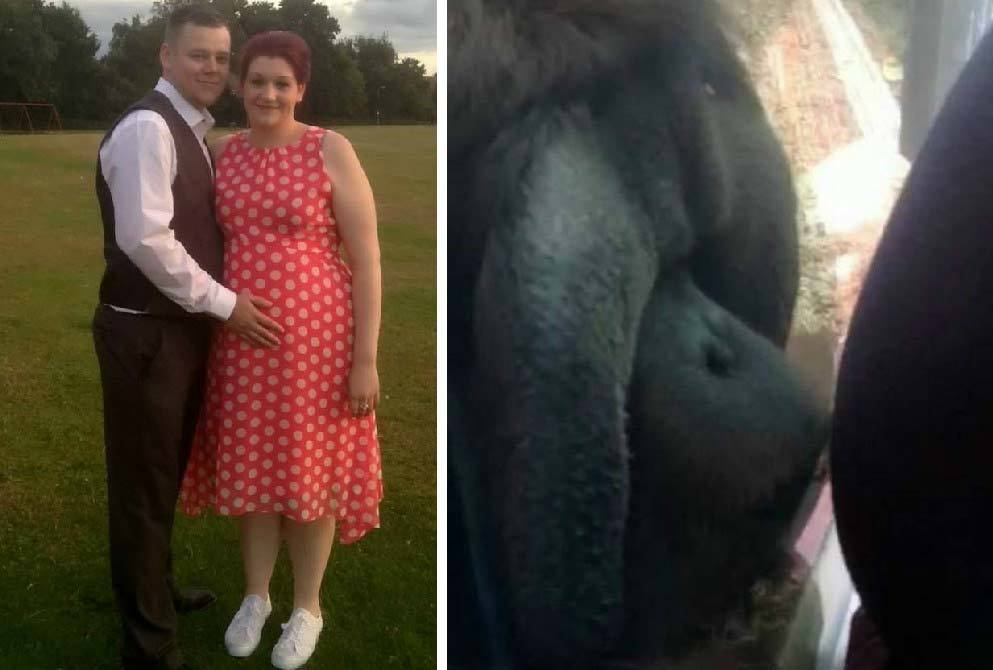 CLIP: Chú đười ươi thích hôn bụng bà bầu