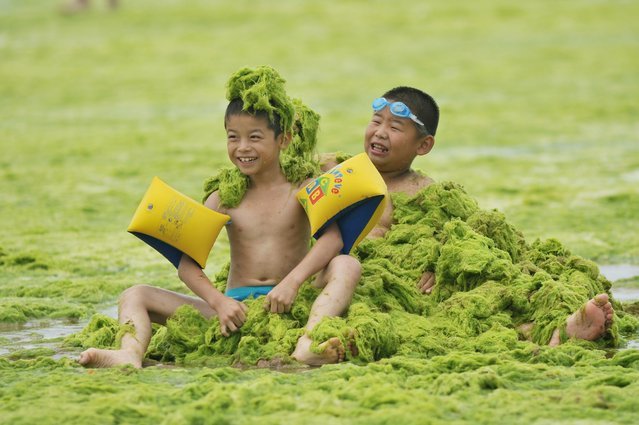 Vô tư nô đùa trên bãi biển phủ đầy tảo xanh