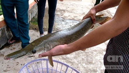 Cá sấu hỏa tiễn tràn ra sông hồ