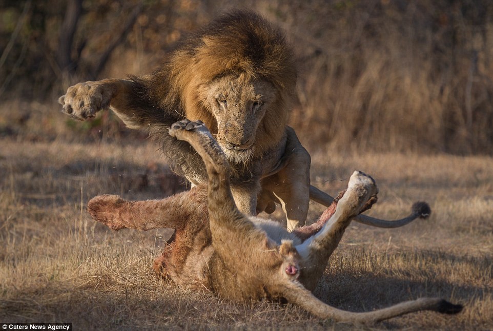 Sư tử cùng đàn đánh nhau quyết liệt vì miếng ăn