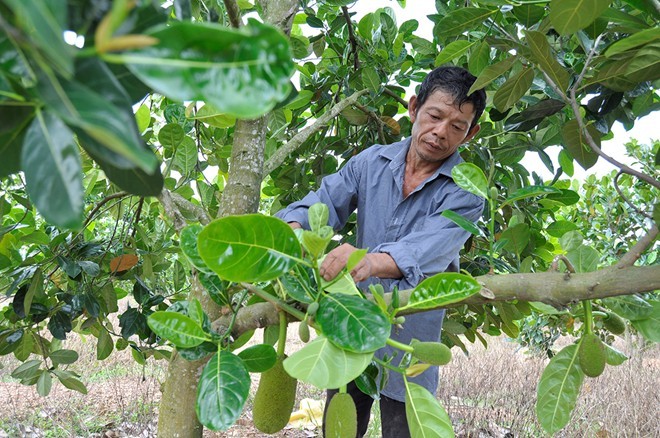 Mít rẻ khó tin: 600 đồng/kg