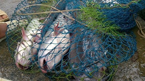Đổ xô đi câu hàng trăm tấn cá bị sổng trên sông Kinh Thầy