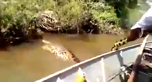 Bắt trăn Anaconda 