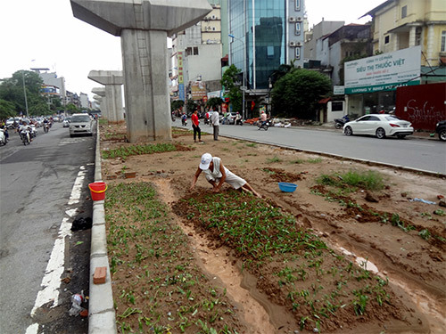 Người dân Thủ đô trồng rau dưới chân đường sắt trên cao
